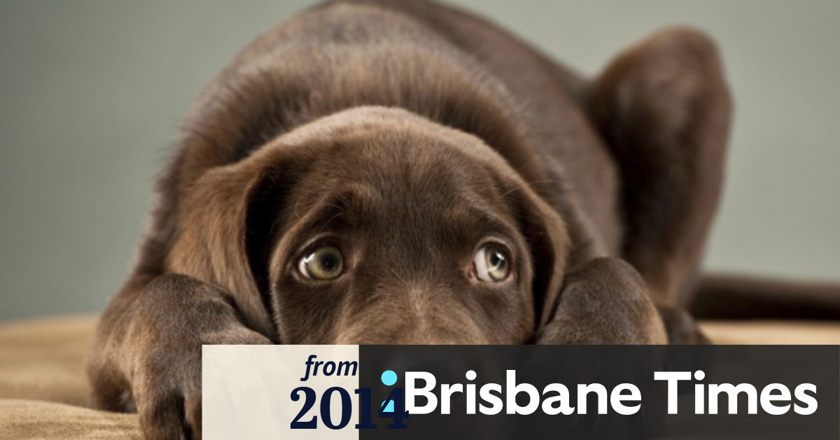 Animal Welfare League named as new operator for Brisbane pounds